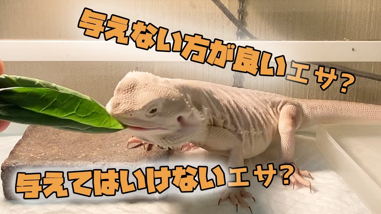 フトアゴヒゲトカゲのエサの種類