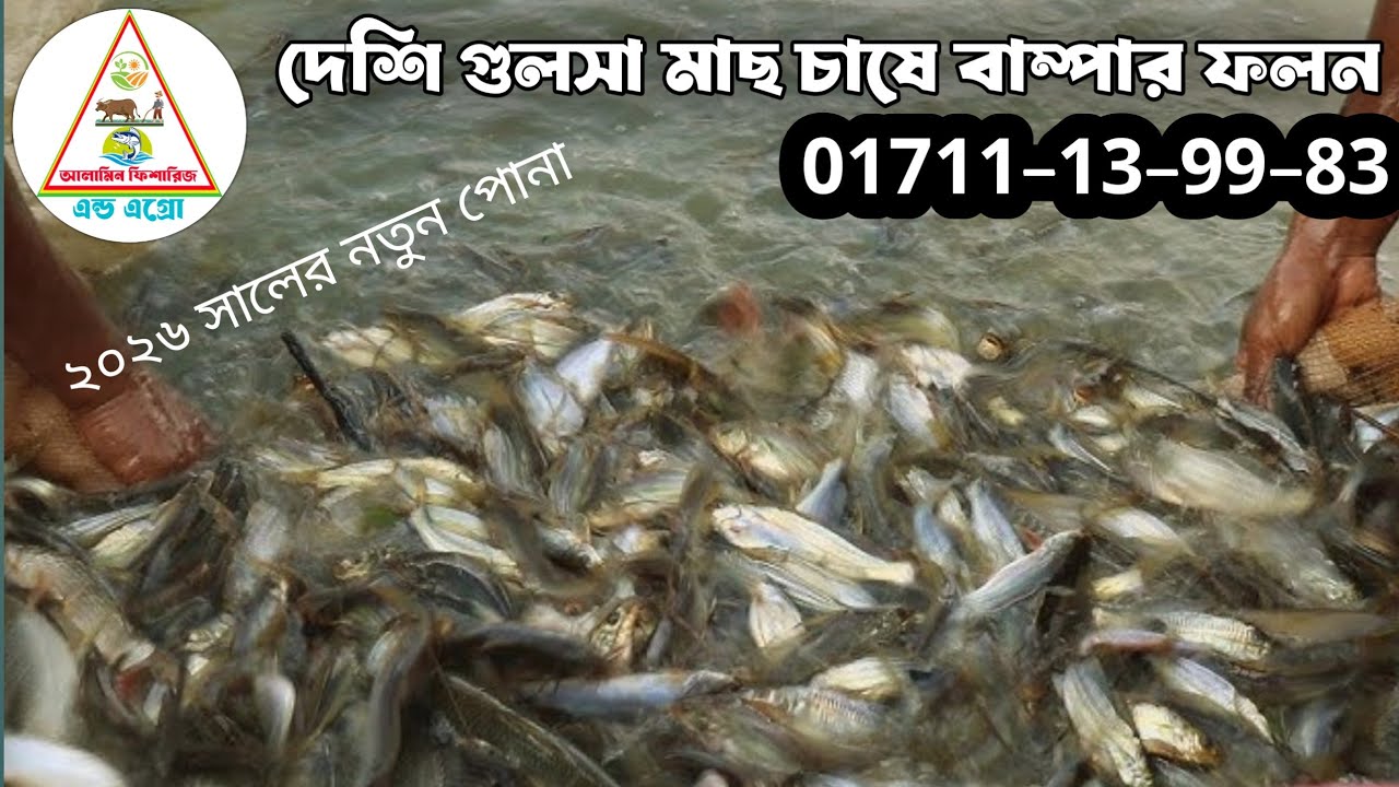 দেশী গুলশা মাছ চাষের ফলাফল দ্বিগুন এবং দেশি গুলশা মাছ চাষে বাম্পার ফলন গুলশা মাছের রেনু পোনা