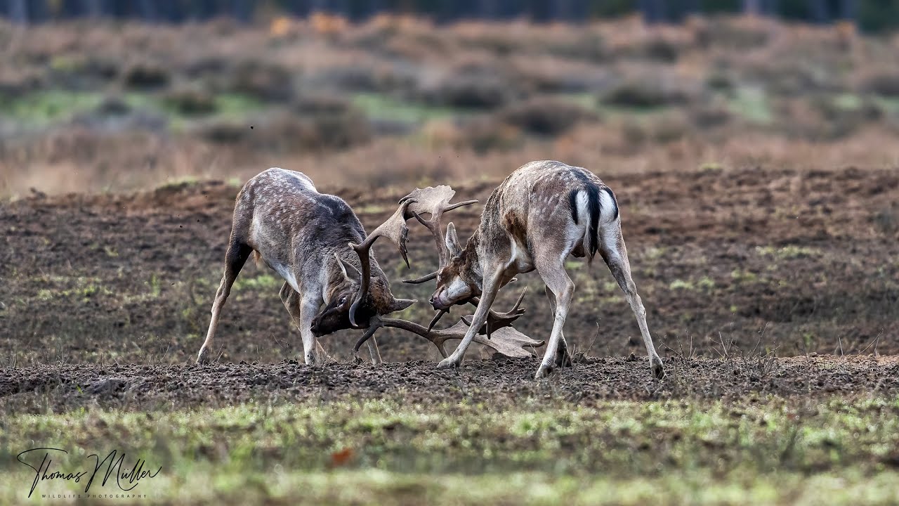 Damwild Brunft - Der Kampf