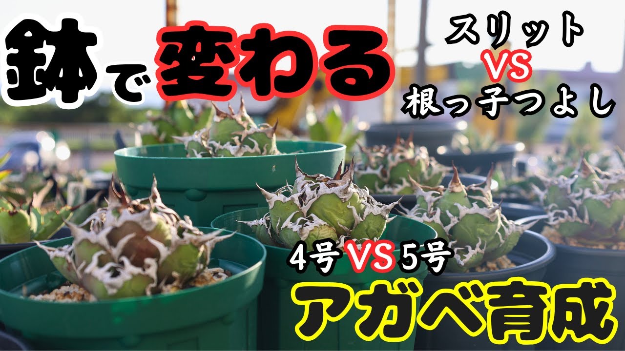鉢の違いでアガベは締まる？伸びる？本気の育成実験スタート！