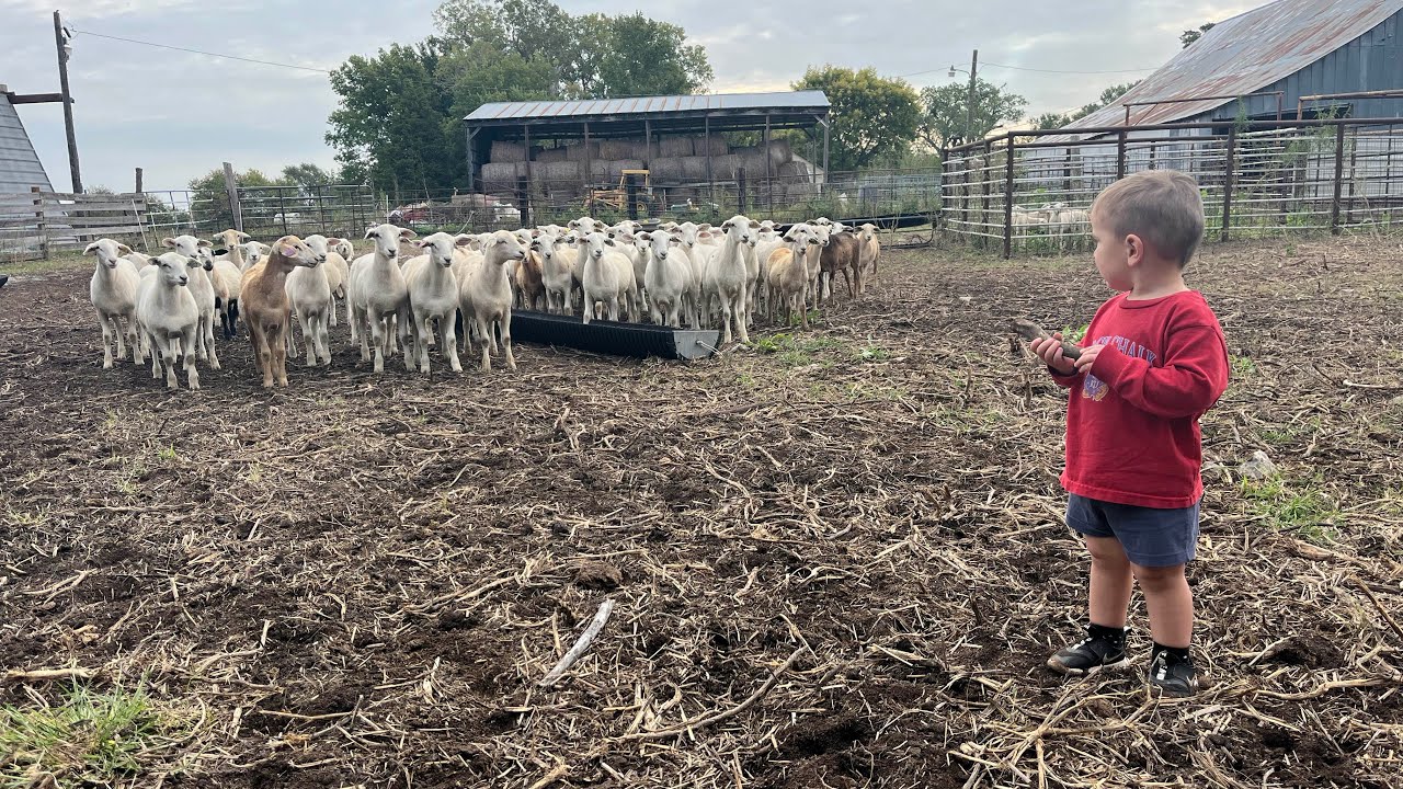 ОТЪЕМ ЯГНЯТ 2025 ГОДА И ПОСЕТИМ ПРО ДЕГЕЛЬТИНГ ЯГНЯТ | BRG Sheep Farming
