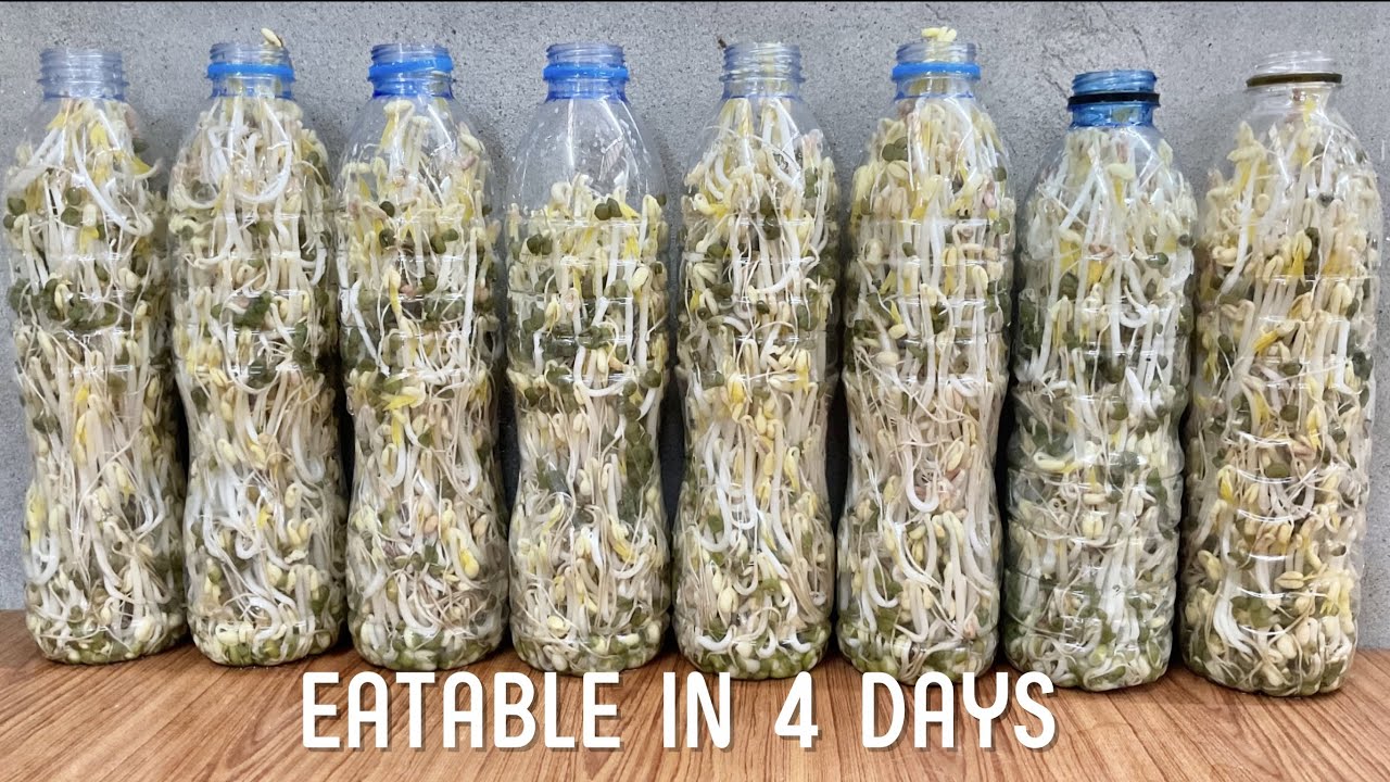 Only 4 days to make bean sprouts in bottles | No fake planting | Real gardening88