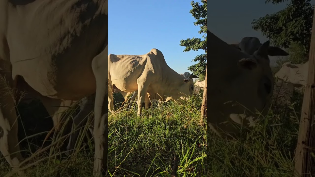 ¡Gado no pastejo! 🐄🚶‍♀️ 