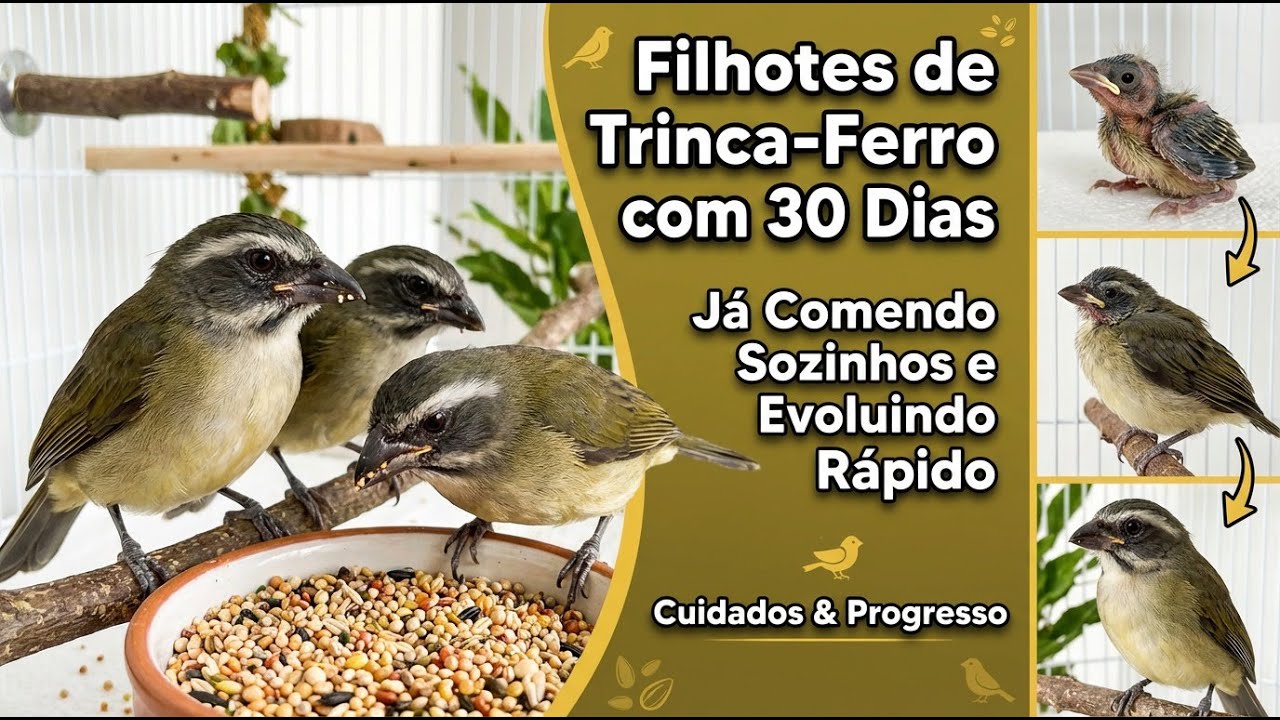 Filhotes de Trinca Ferro com 30 Dias,  Já Comendo Sozinhos e Evoluindo Rápido