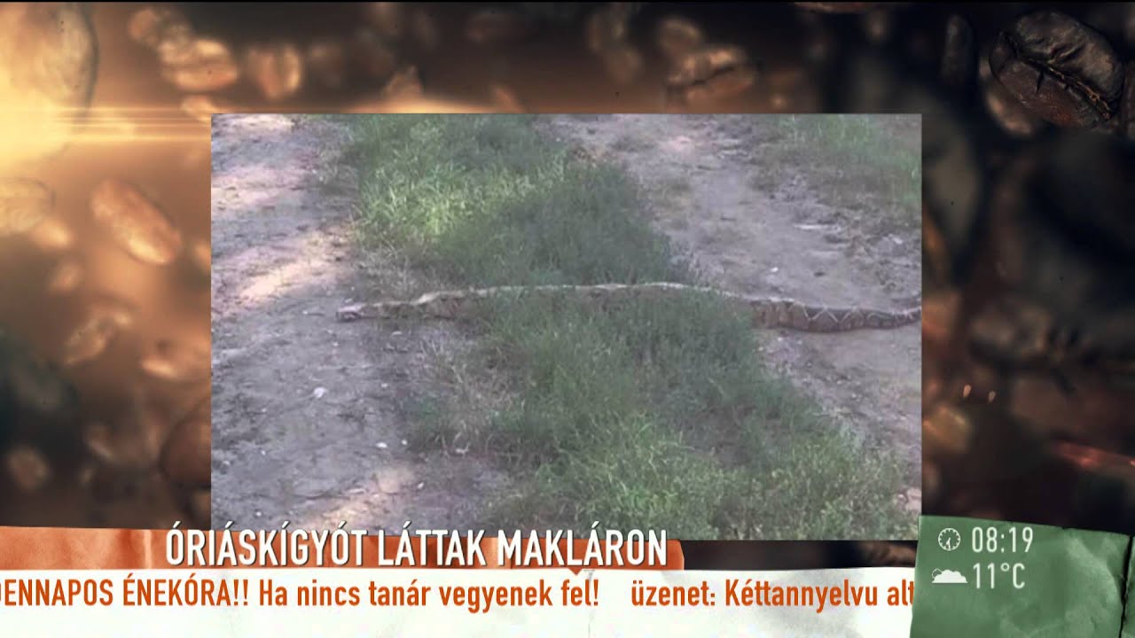 Kétméteres óriáskígyót láttak Makláron-2015.09.29. – tv2.hu/mokka