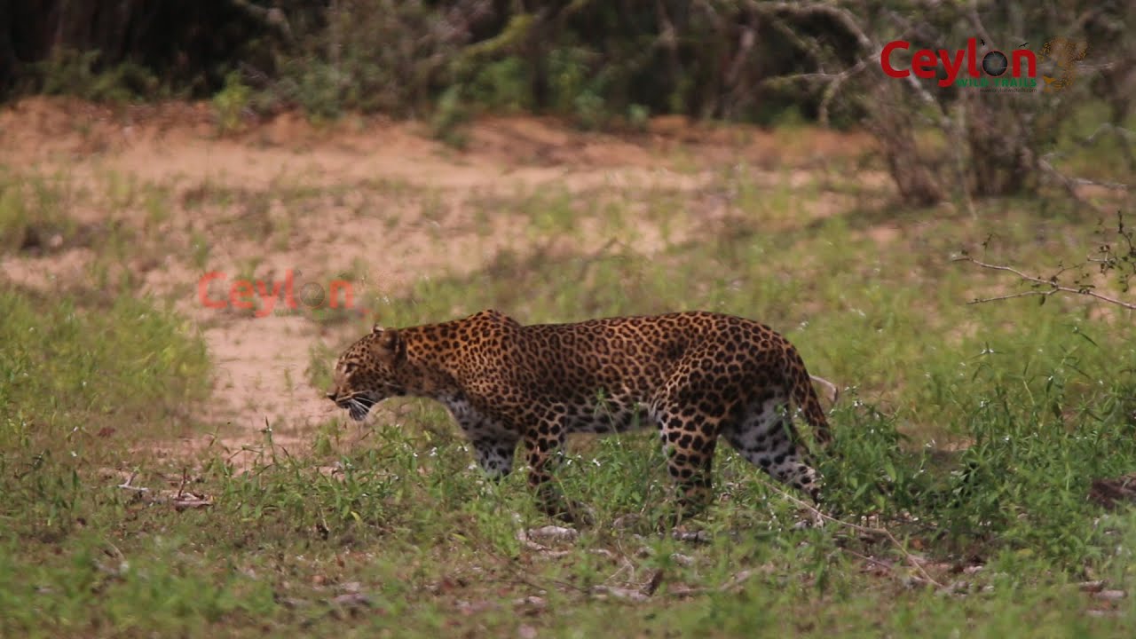 Leopard walk at wilpattu National park