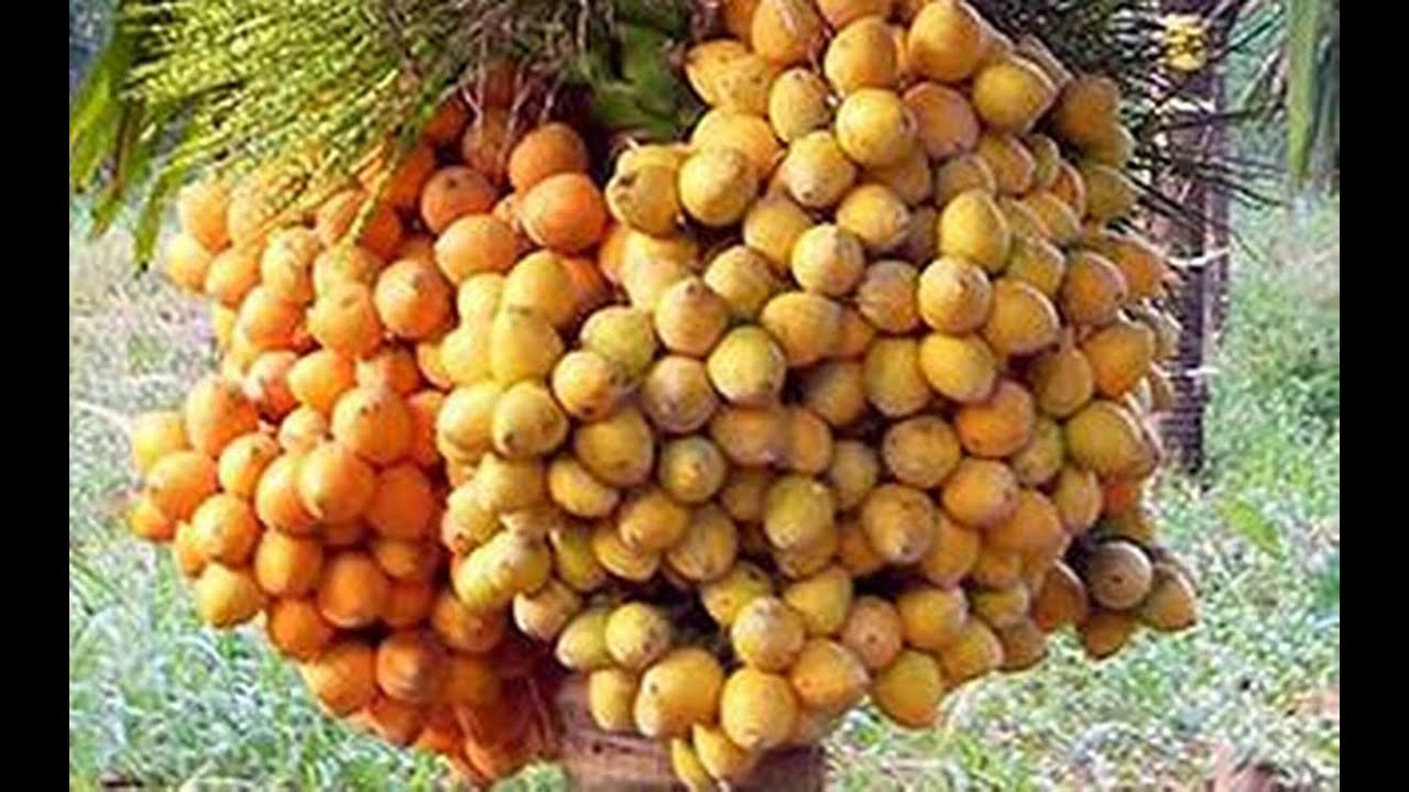 i) Nutrients mngt in areca nut. ii)Organic cultivation of Jowar