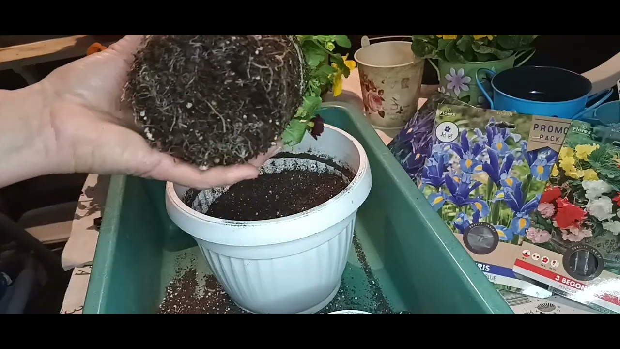 Присаждане на закупени цветя