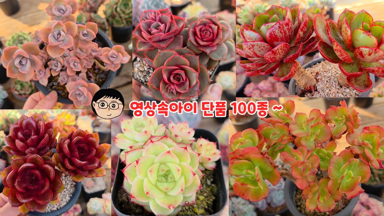 26년3월14일(토)❤️ 주말~영상속아이로 찜하시는 단품100종~ 너무예쁘요 🤗감사합니다 ♡ent plants #多肉植物#다육식물 #예쁜다육식물 #봄