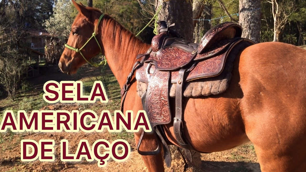 SELA AMERICANA DE LAÇO (team roping)