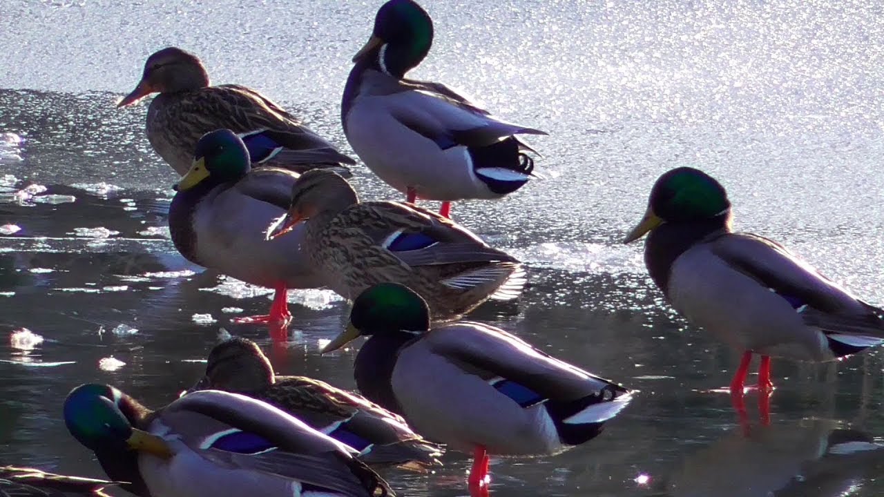ESSA - Ambient Groove Loop / Enten beim Baden