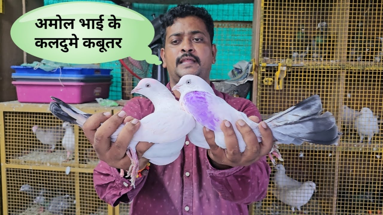Amol Bhai Ke Kaldume, Nildume, Kalanch, Kalpare Kaldume Kabootar. Vikroli. Mumbai.