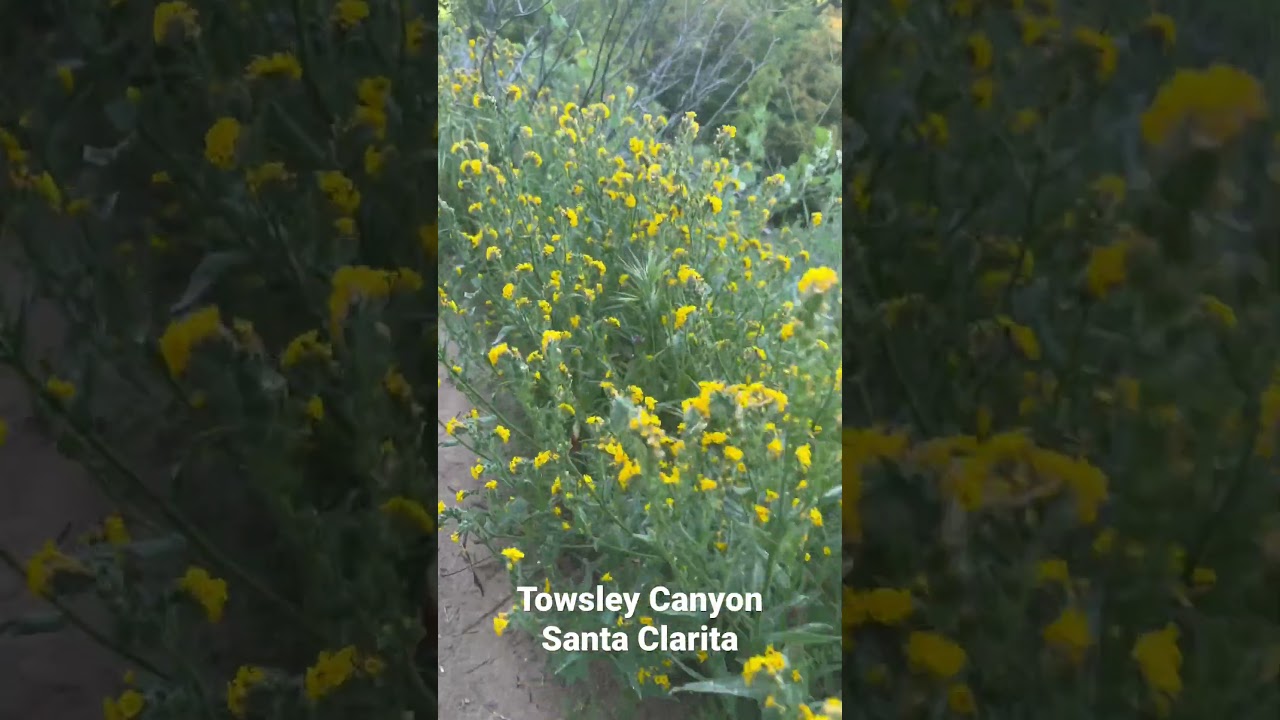 California Super Bloom 