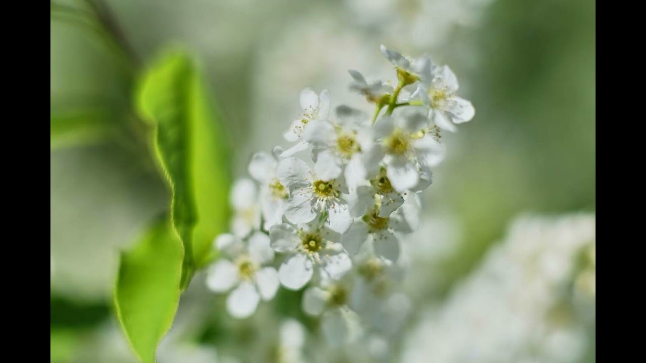 What Still Remains – A Gentle Piano for Quiet Healing