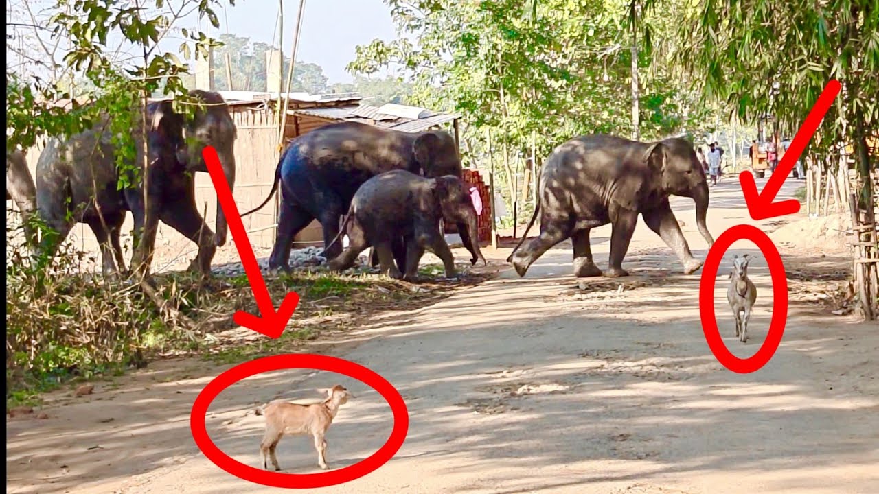Numaligarh Elephant Herd Crossing Paddy Fields En Route to Marangi Tea Garden | Location- Jathipotia