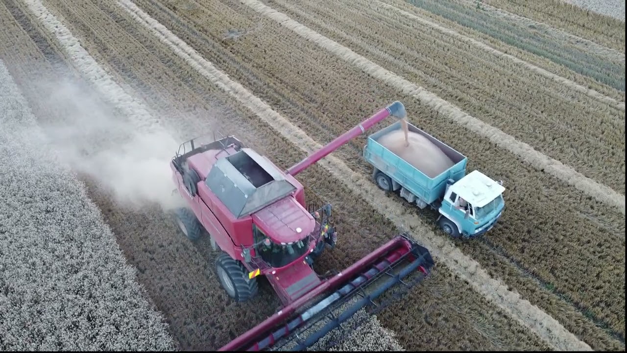 Case IH Axial Flow // NZ wheat Harvest 2025