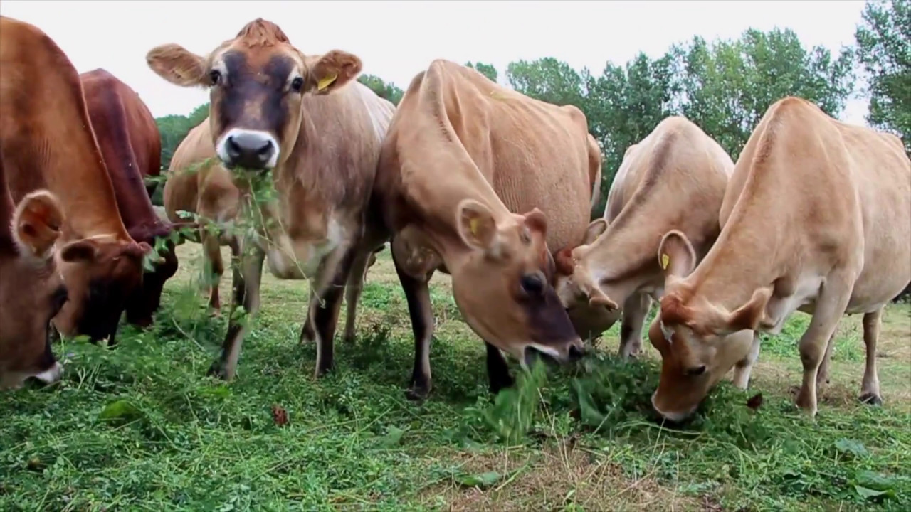 Calf at Foot &mdash; микромолочная ферма, дружелюбная к телятам и коровам