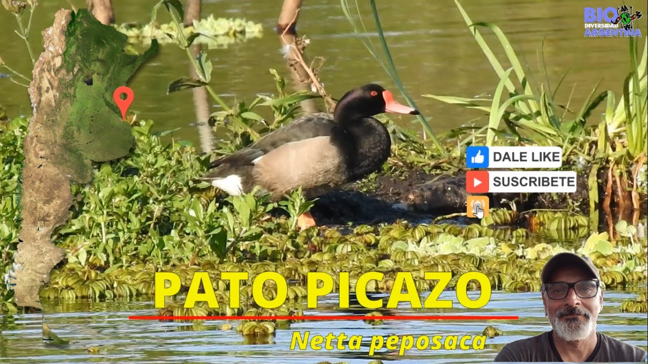 PATO PICAZO - ROSY-BILLED POCHARD - peposaca #birds #patopicazo #duck #wildlife