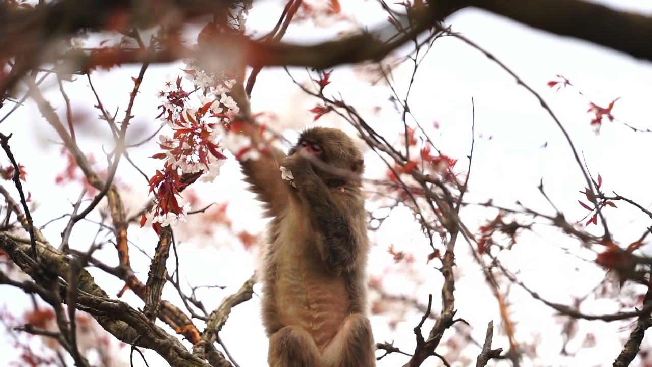 Monkey Eating Cherry Blossoms in Slow Motion