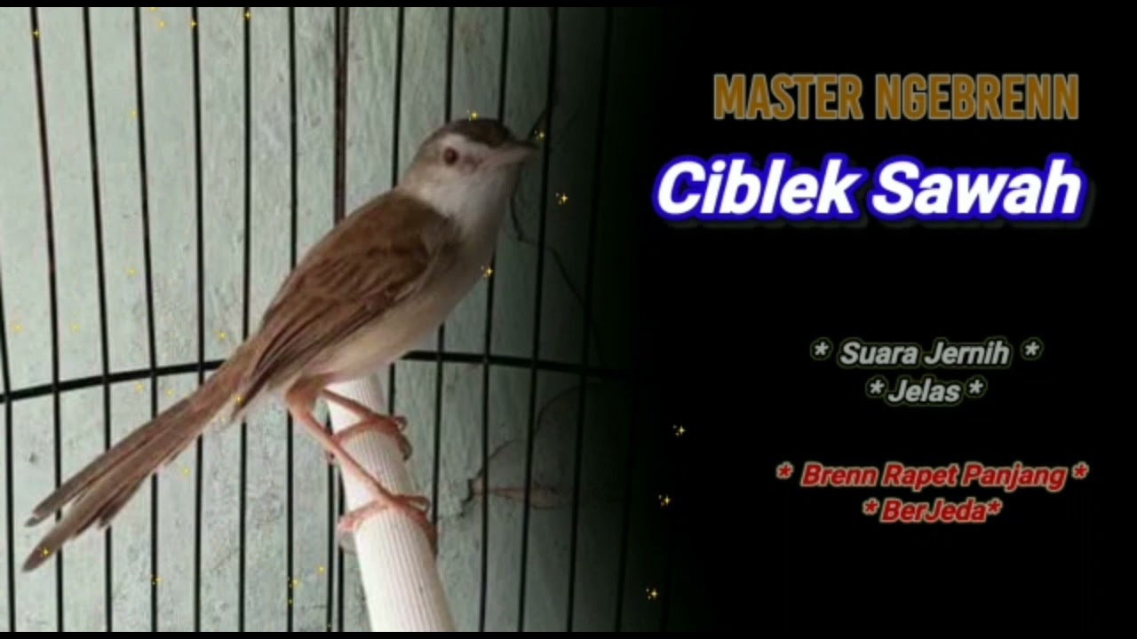 MASTERAN CIBLEK SAWAH NGEBREN PANJANG BERJEDA SUARA JERNIH, JELAS