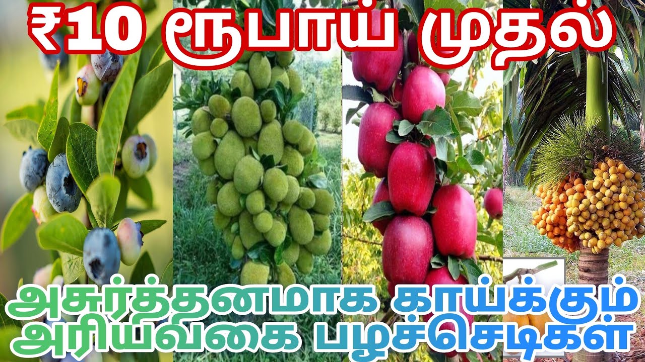 6 மாதத்தில் கொத்து கொத்தாக காய்க்க கூடிய பல பழவகை செடிகள் நமது நர்சரியில் கிடைக்கும் #nurserygarden