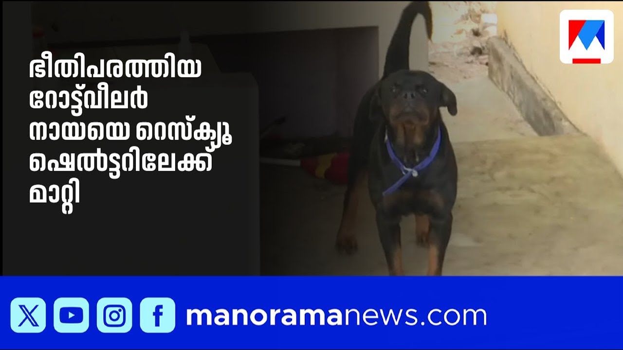 പെരുമ്പാവൂരിൽ ഭീതിപരത്തിയ റോട്ട്‌വീലർ നായയെ റെസ്ക്യൂ ഷെൽട്ടറിലേക്ക് മാറ്റി | Rottweiler