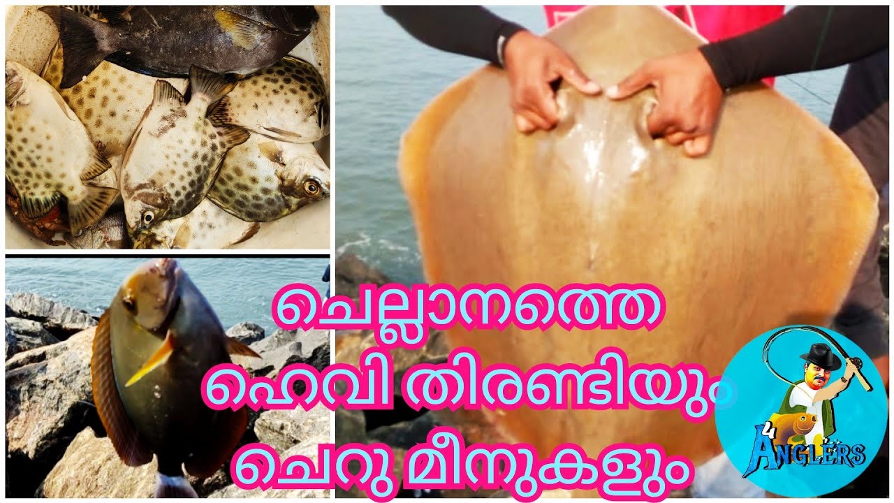 ചെല്ലാനത്തെ ഭീമൻ തിരണ്ടി പിടുത്തം| 15kg Amazing Big Stingray Fishing @ Chellanam | Fishing Malayalam