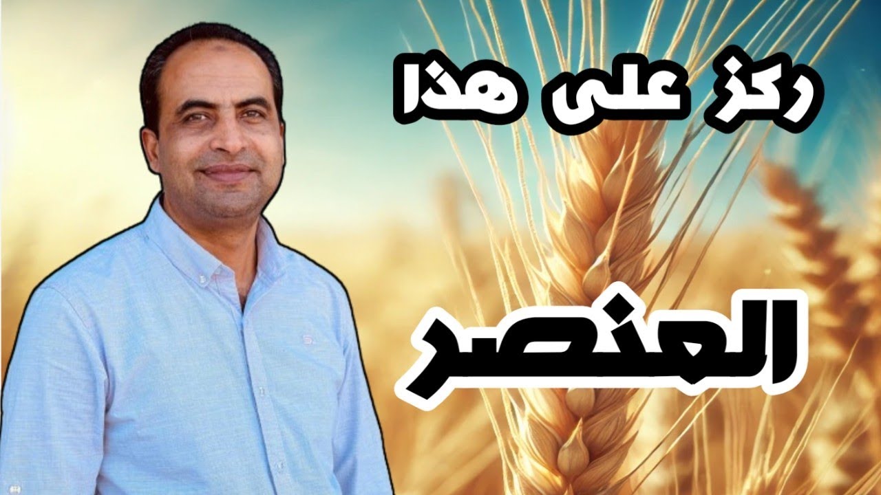 العنصر الحاسم في نجاح زراعة القمح