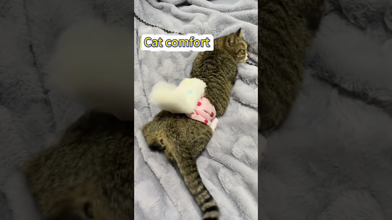 Cat comfort accessories #bestpetsupplies #petcareprovider #cute