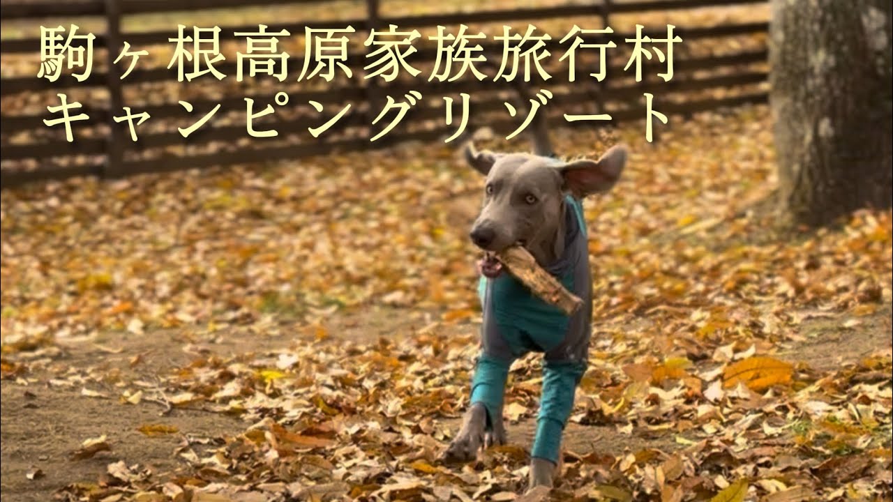 駒ヶ根高原家族旅行村キャンプ場温泉サウナ大型犬と旅