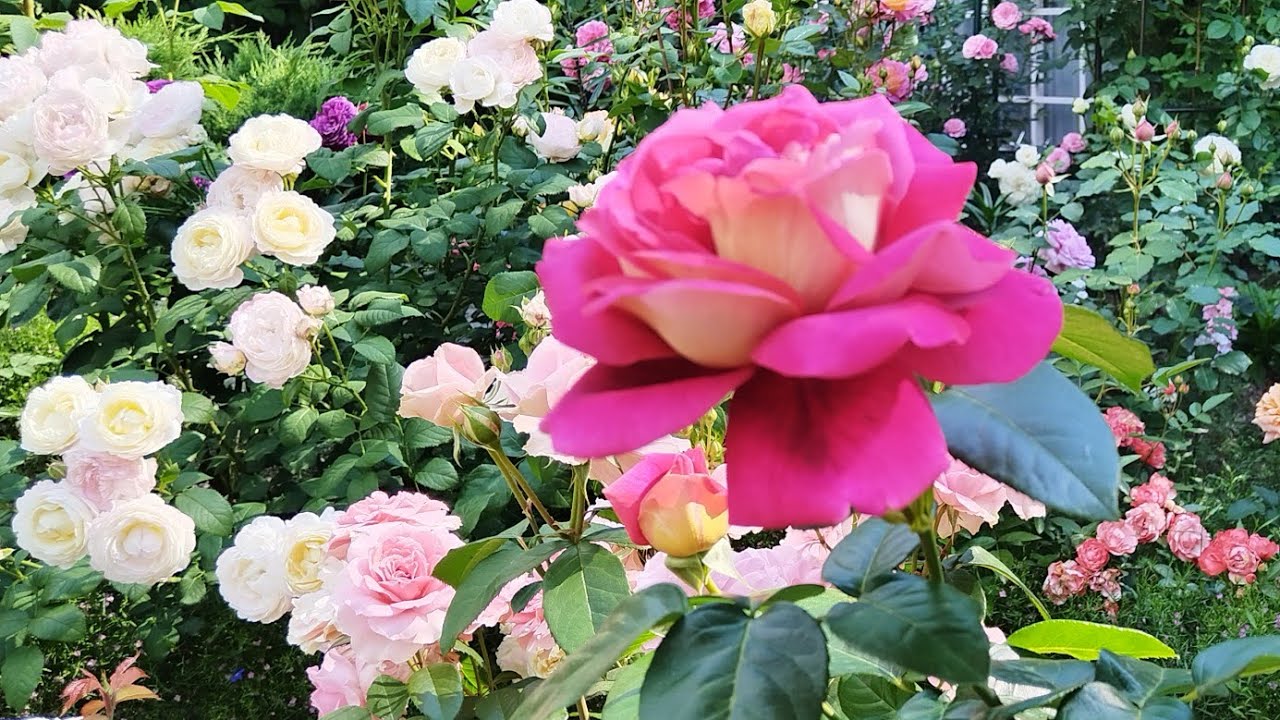 Пройдёмте в сад, я покажу вас розам🌹🌹🌹