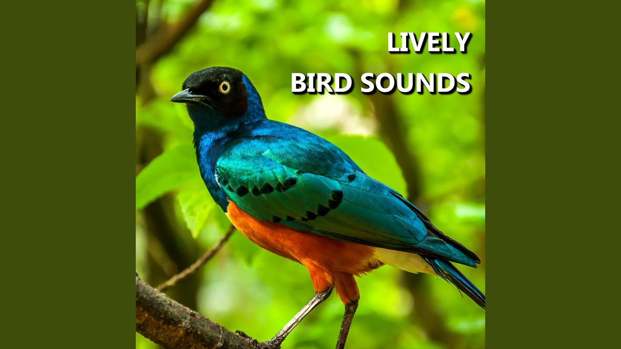 Wonderful Summer Bird Sounds