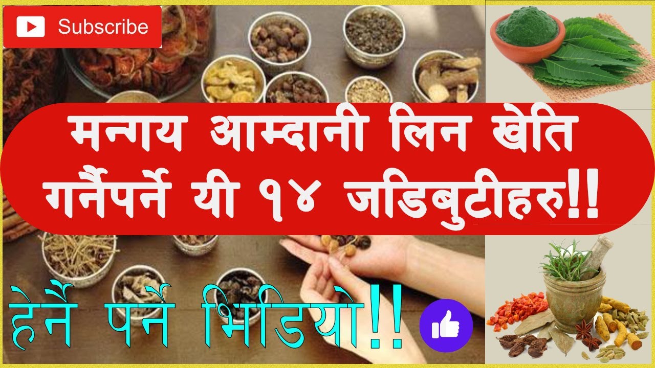 राम्राे आमदानी लिन सकिने १४ जडिबुटी खेति गराै | Nepal mai Jadibuti Kheti bata ramro amdani #jadibuti