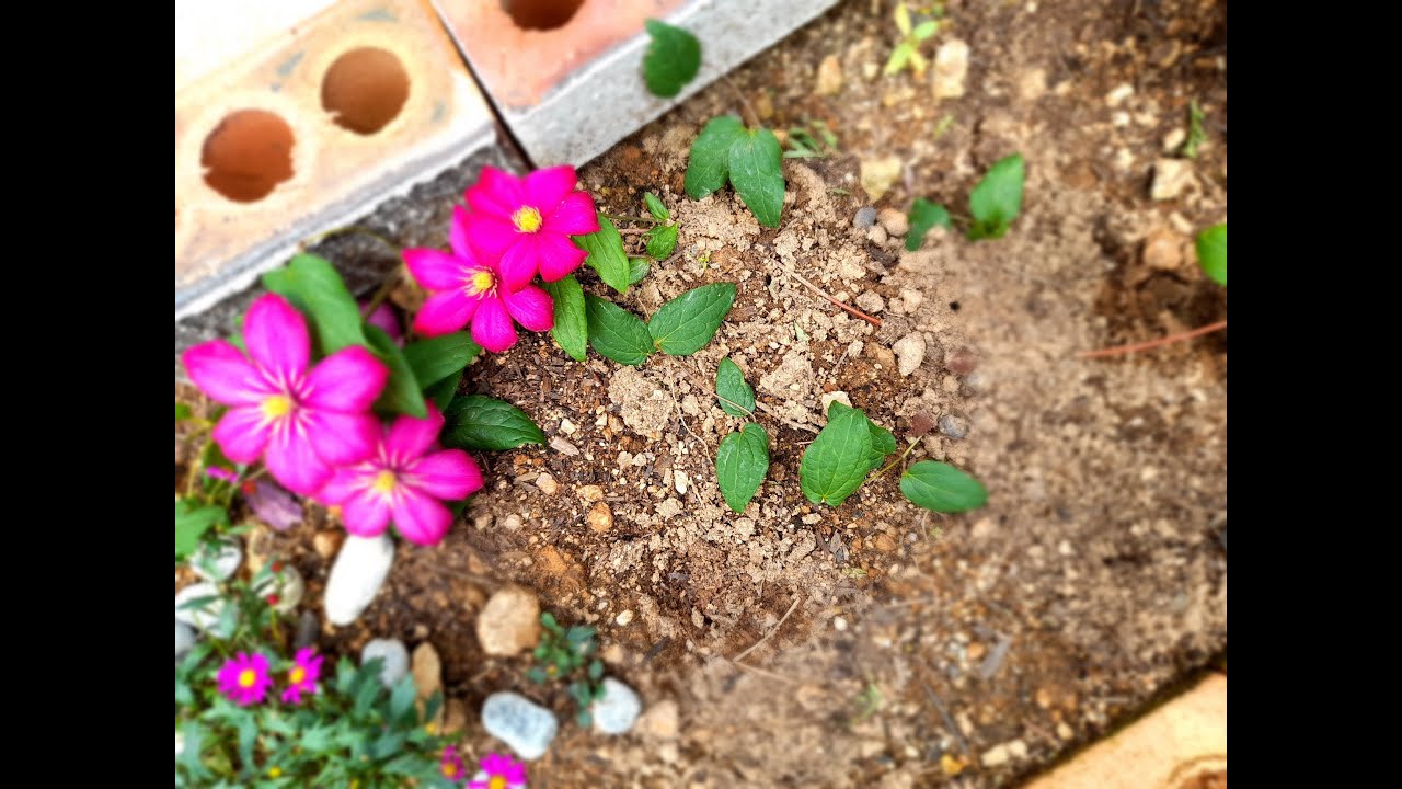 클레마티스 번식시키는 적기: 휘묻이하는 방법, 키우는 방법(휘묻이적기 6월~8월)