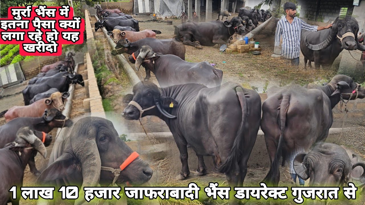 #जाफराबादी_भैंस गुजरात जूनागढ़ जंगल से डायरेक्ट खरीदे सस्ते दाम में दूध 15-16 ली किमत 1 लाख से 