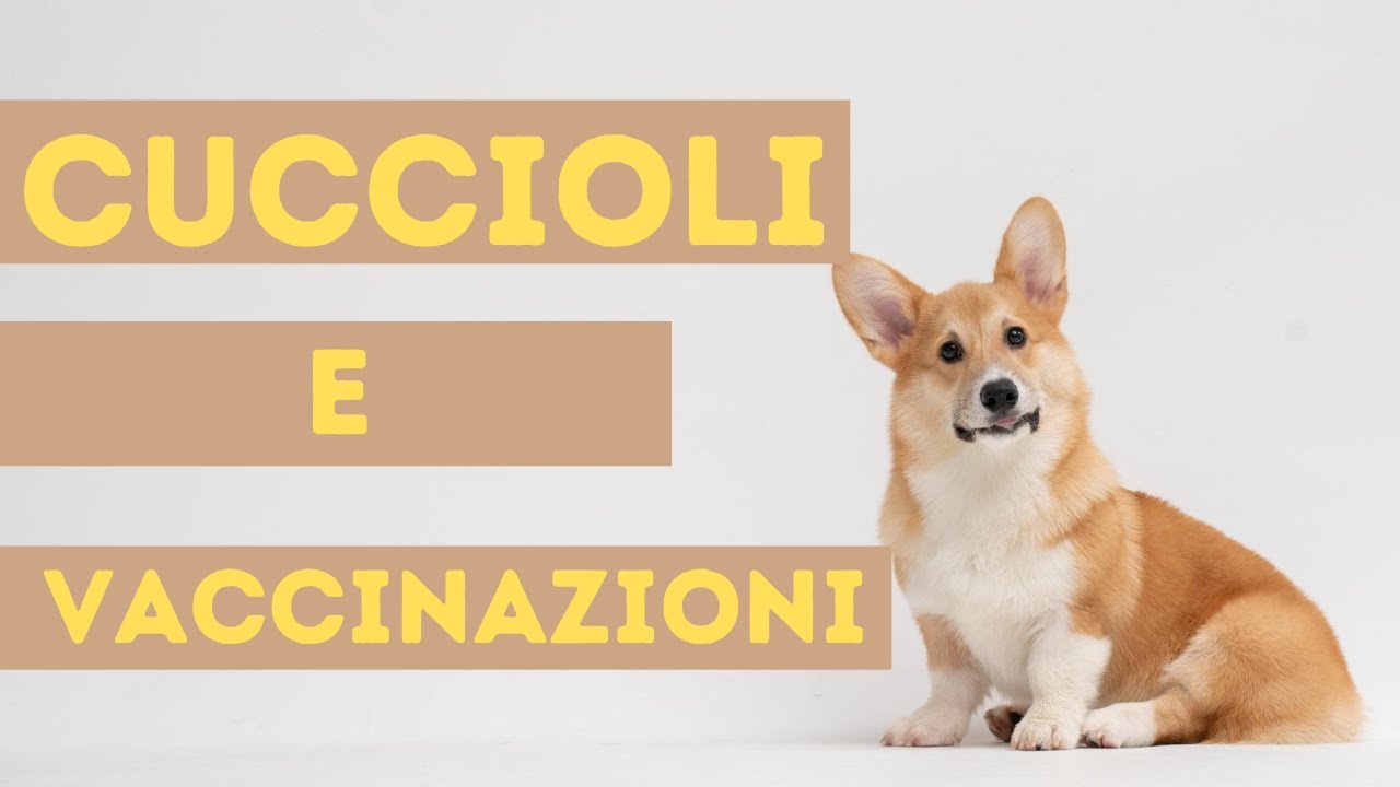 Vaccini e Cuccioli - è vero che bisogna tenere il cucciolo in casa durante il ciclo vaccinale?