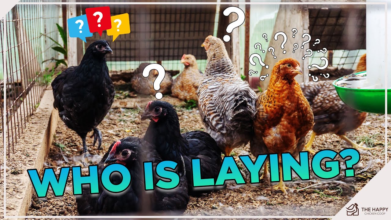 Find Out Which Hen Is Laying!