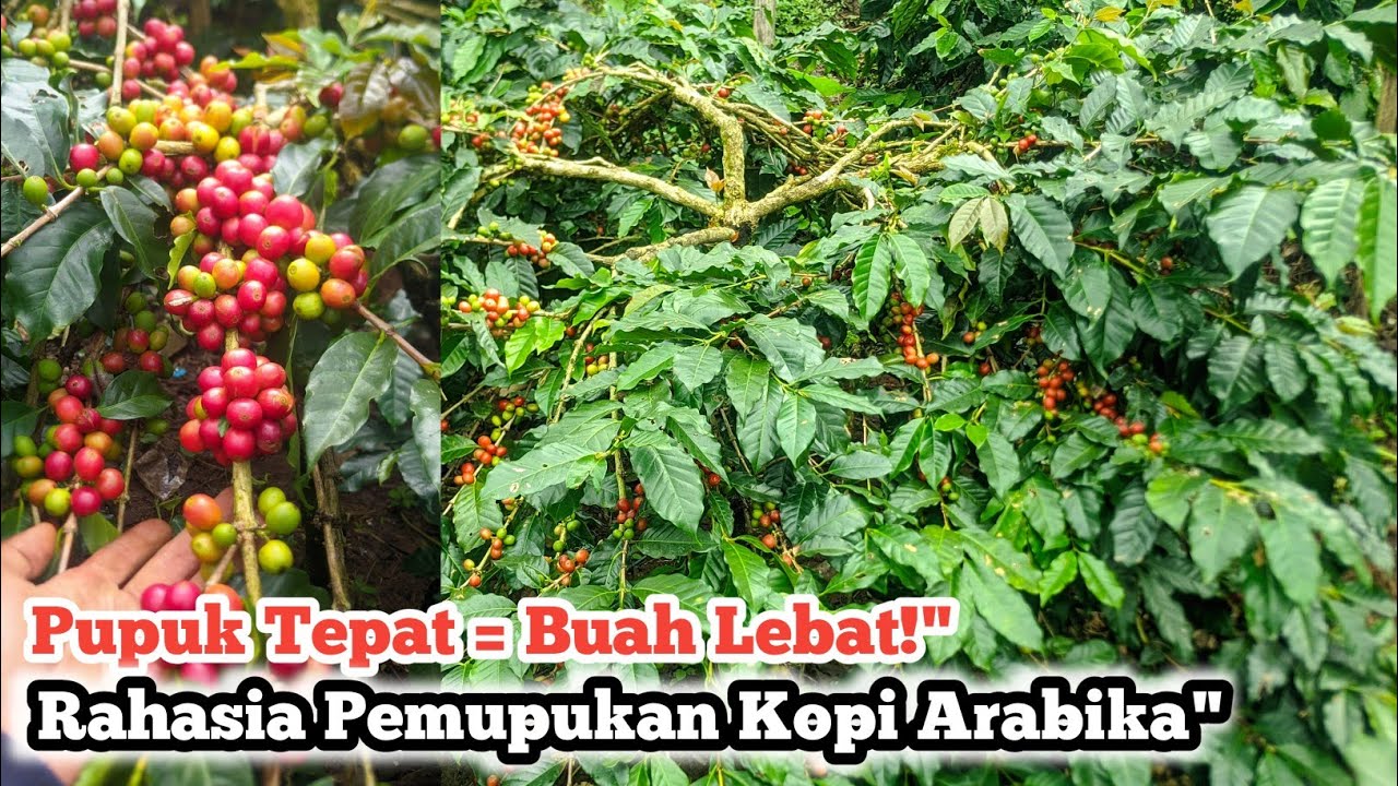 KAPAN PEMUPUKAN KOPI ARABIKA YANG TEPAT AGAR BERBUAH LEBAT