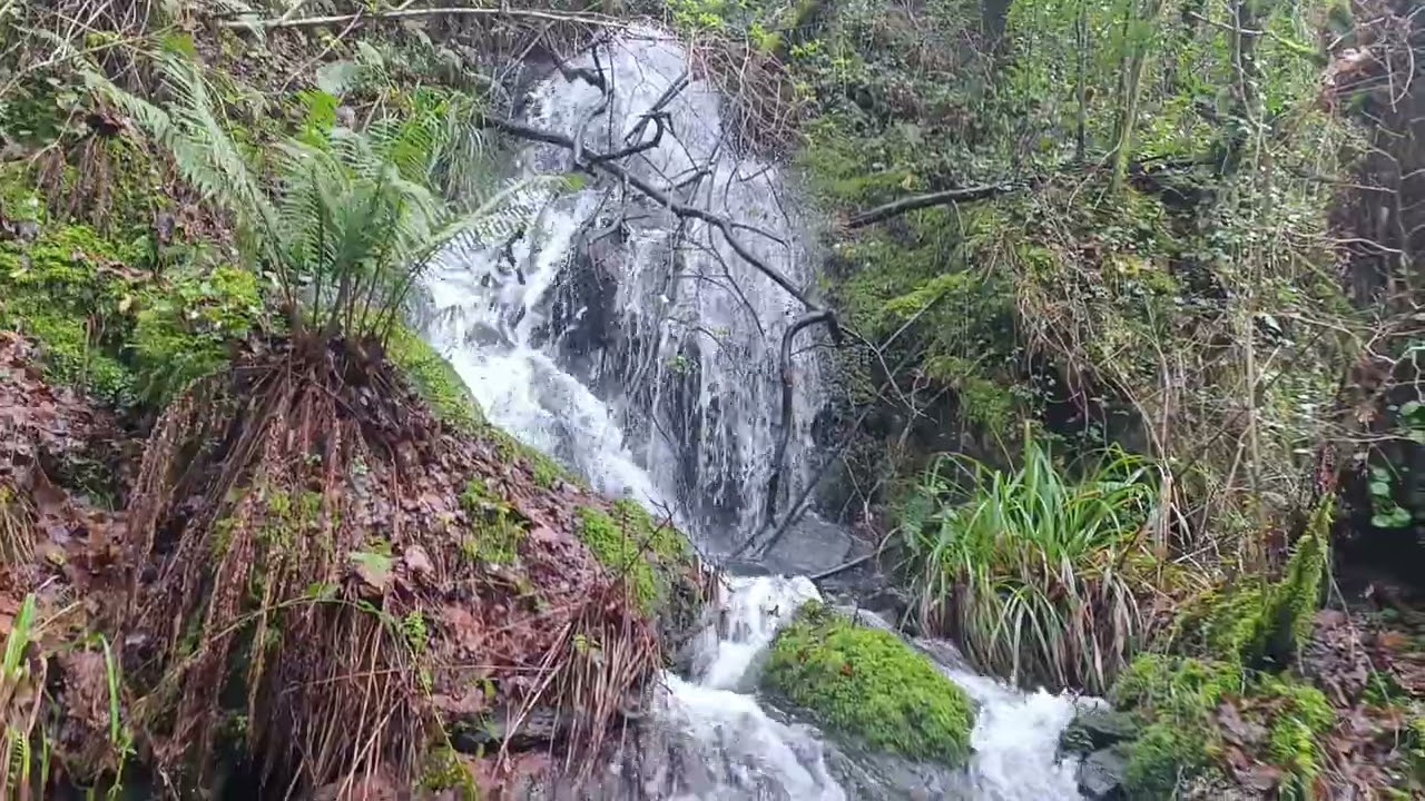 Fragas Húmidas do Río Barcés, Carral. Febreiro 2026