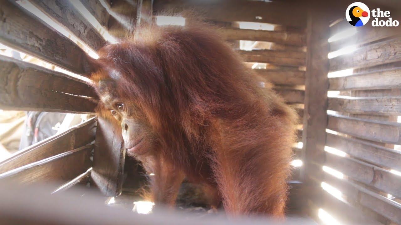 Orangutan Kept In Small Box For Weeks Is FINALLY Free | The Dodo