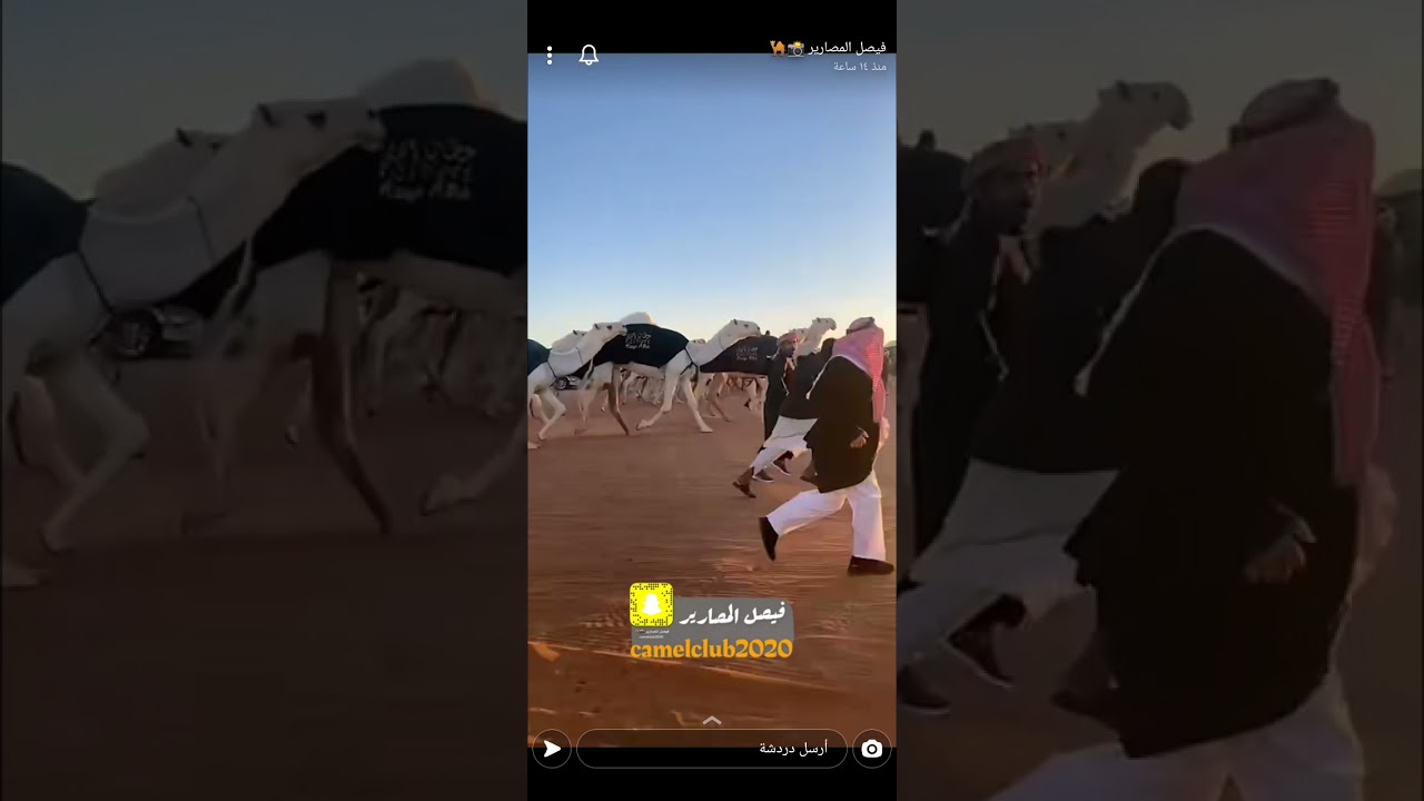 منقية حمد بن راجح العجمي الحاصل على المركز الأول شوط سيف الملك 60 الوضح ٢٠٢٢