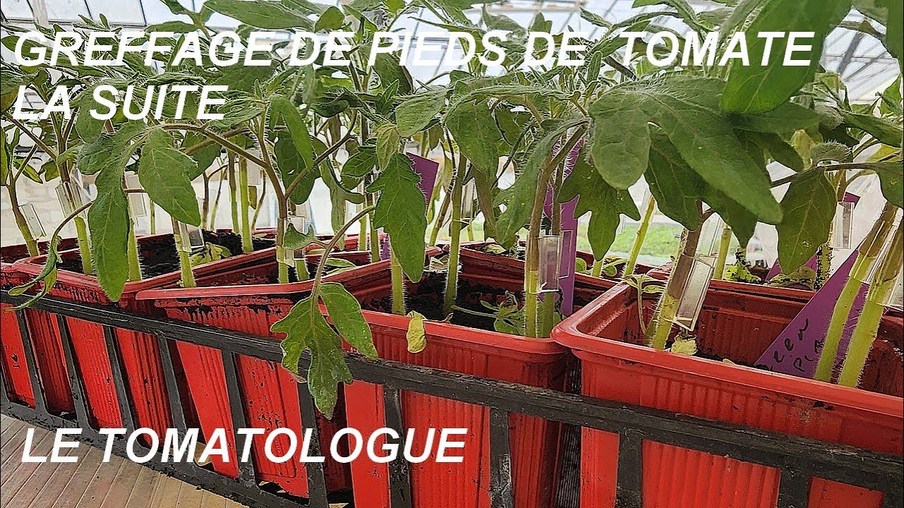 COMPLÉMENT DE LA VIDÉO SUR LA GREFFE DE PIEDS DE TOMATES