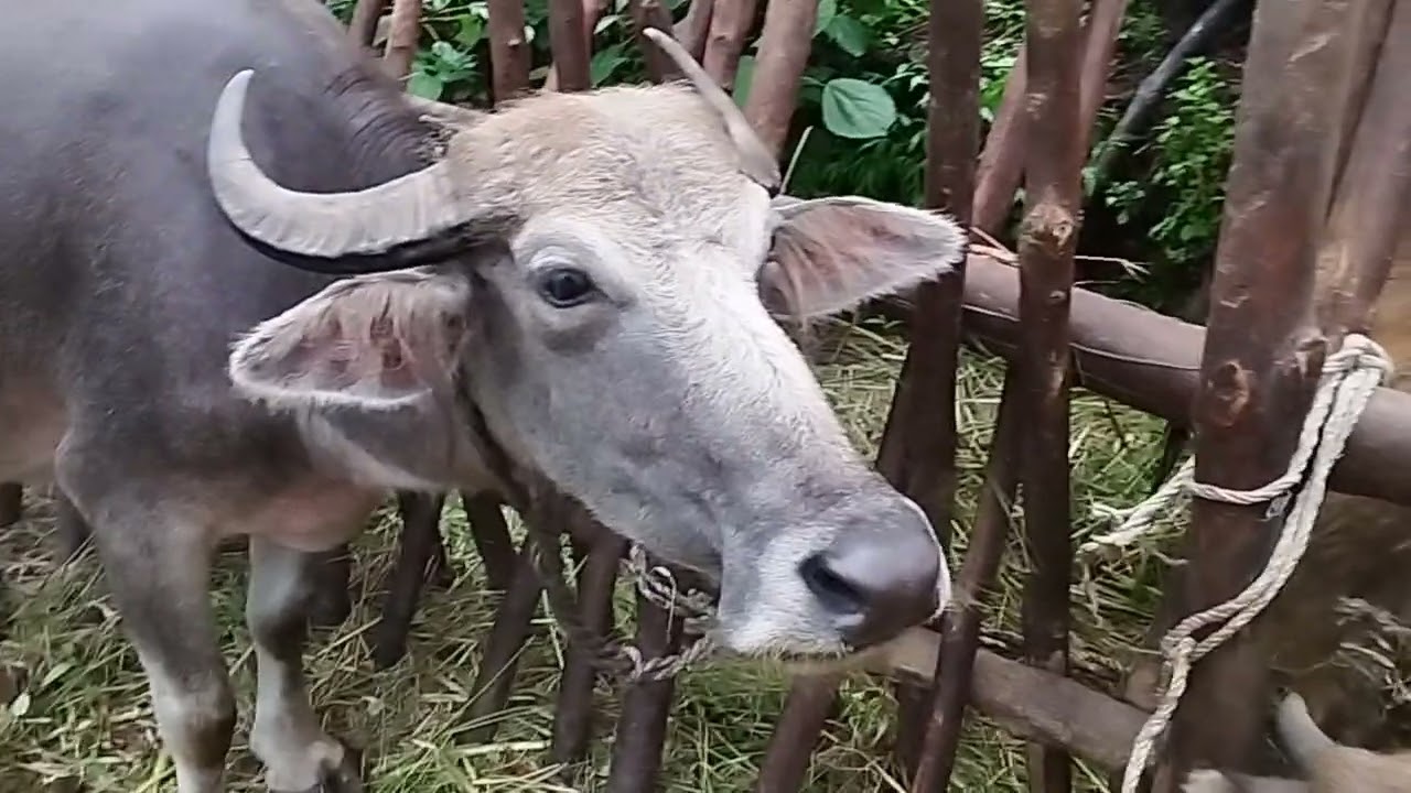 #animals #farming #trending baffelo#nabaraj adhikari pashu prabidhik