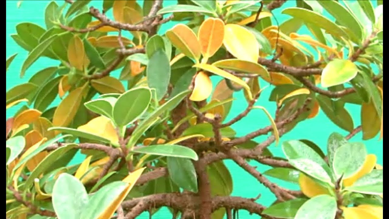 How to solve Yellow Leaves problem, Yellow Leaves problem