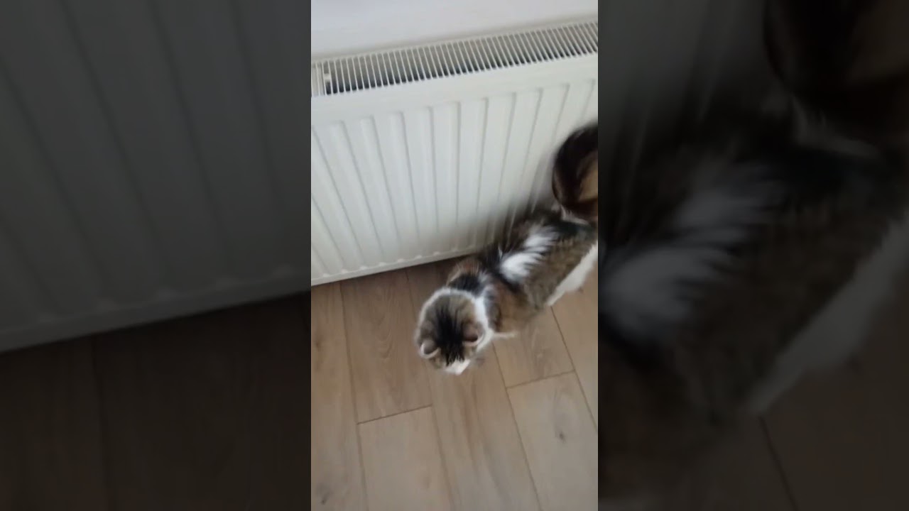 🏠🐱 Cookie potrzebuje pomocy w nowym mieszkaniu 😼🐾 #kotcookie #kotgabryś #cats