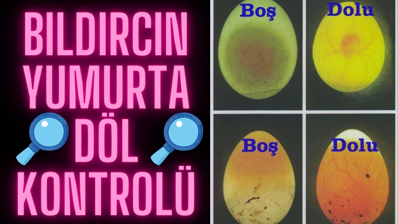 Yumurta döl kontrolü