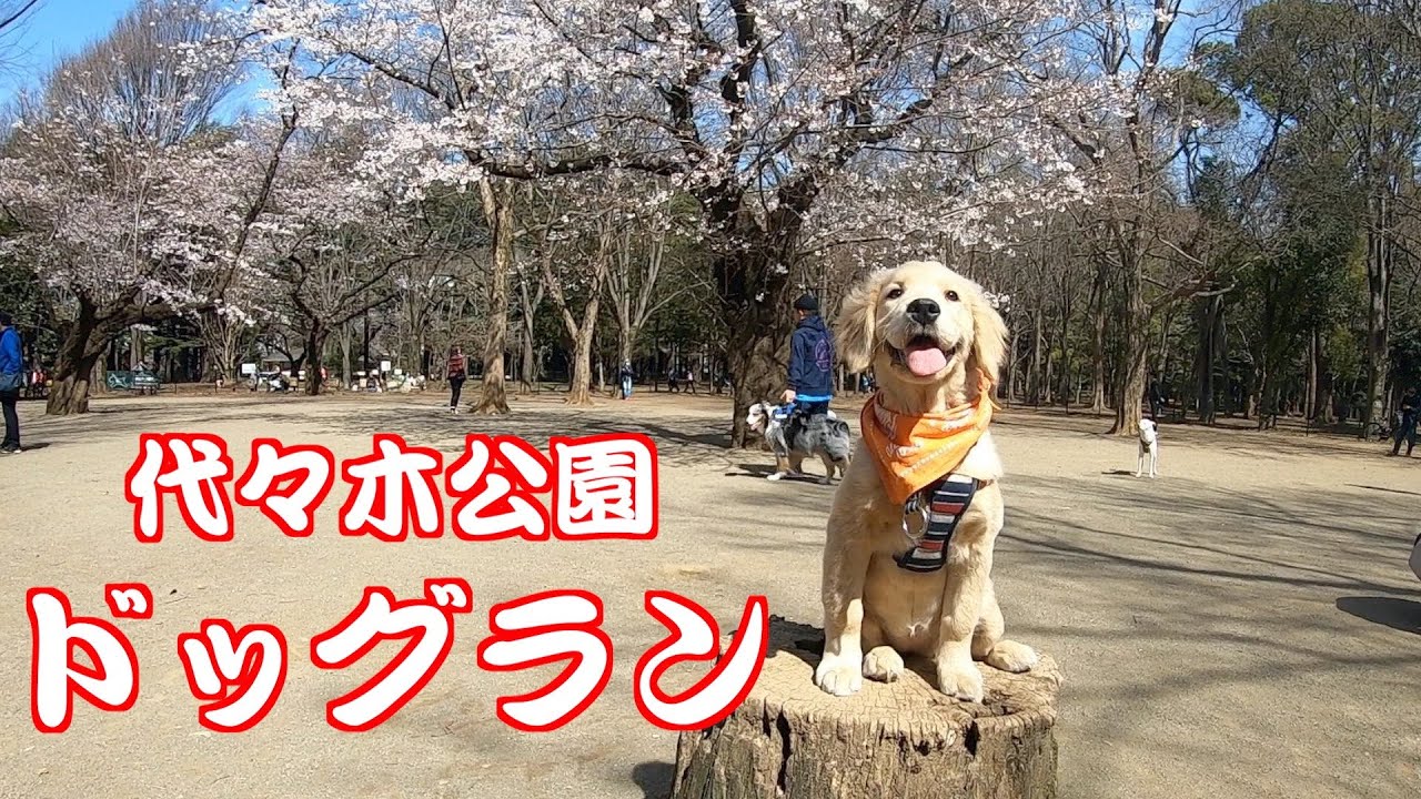 初めて代々木公園ドッグランデビューしたゴールデンレトリバーの子犬　GoldenRetriever NAKI