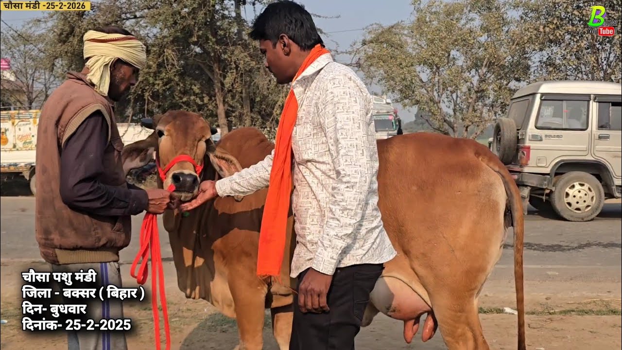 सुझ बुझ के साथ यहा गाय खरीदे गाय सस्ती मिलेगी | Chausa Pashu Mandi 2026 | Desi Cow | Cow Breed
