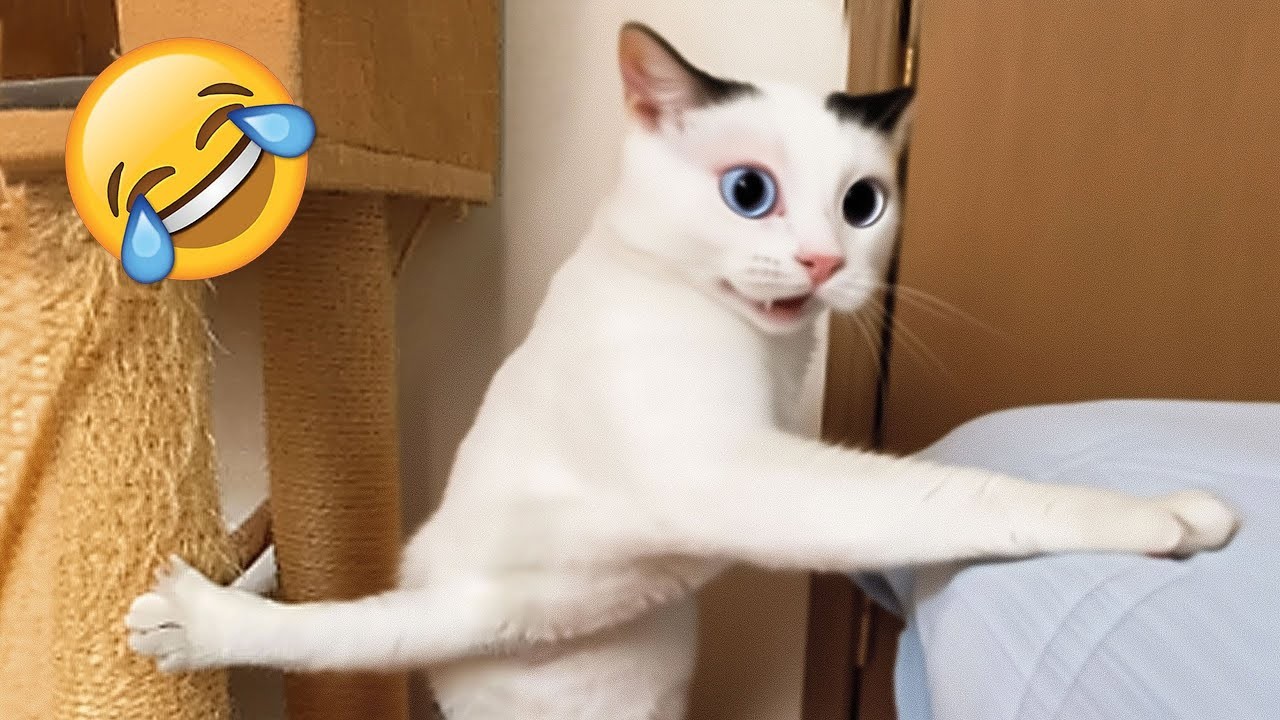 Can’t Stop Laughing at These Funny Pets! 😂 #67