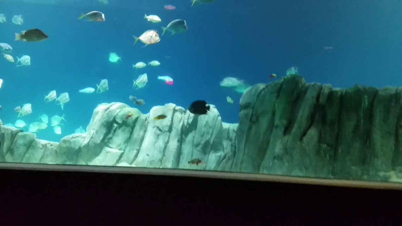 Father's Day Trip Going to OdySea Aquarium: living carousel SEALSpart 1